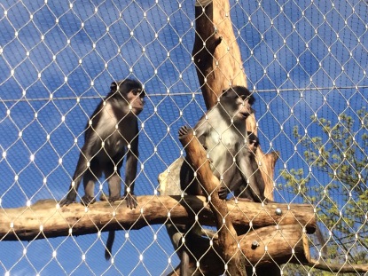 Monkeys in London Zoo Credits: Aurélie Denieul
